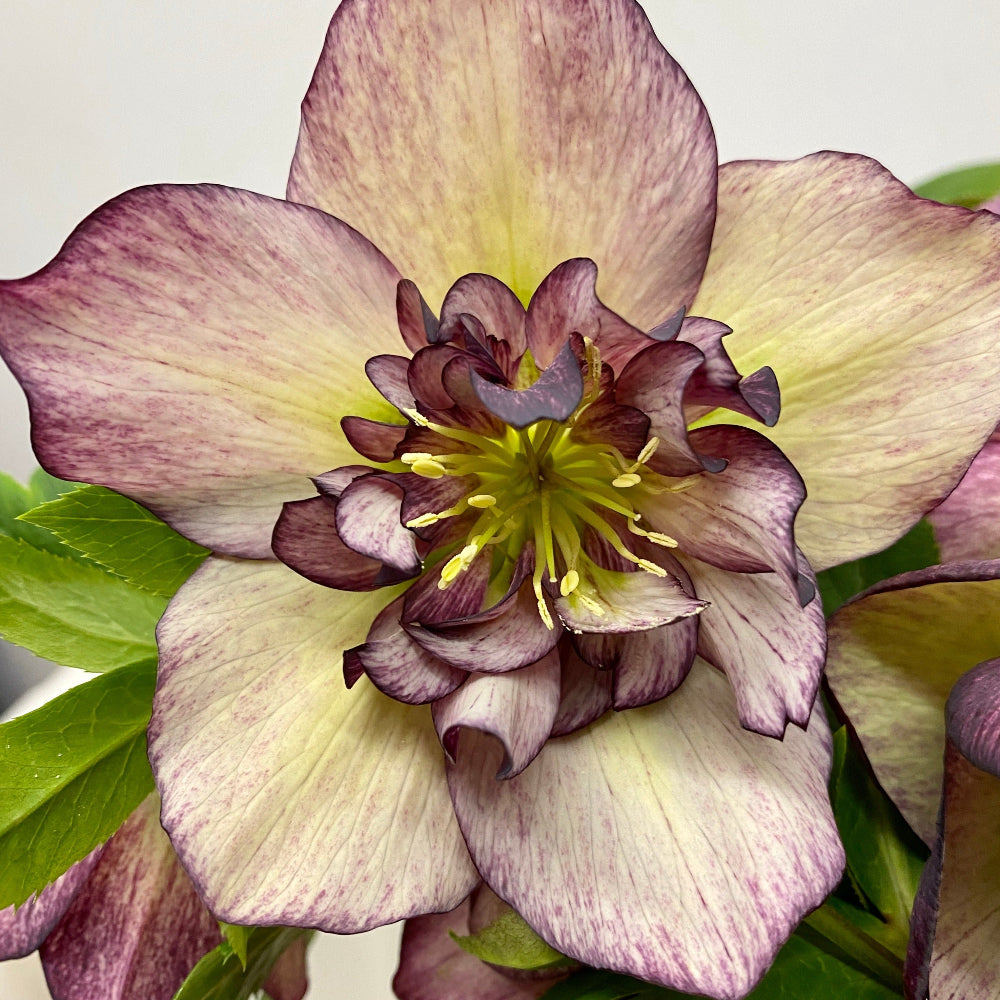 Hellebore
