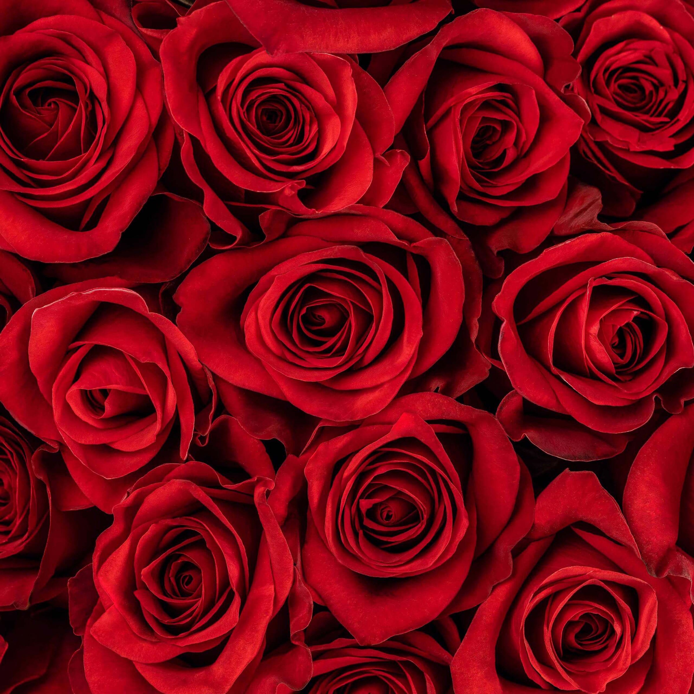 A detailed close-up of a premium large-headed Freedom red import rose bloom, showing its rich crimson colour and symmetrical, velvety petals.