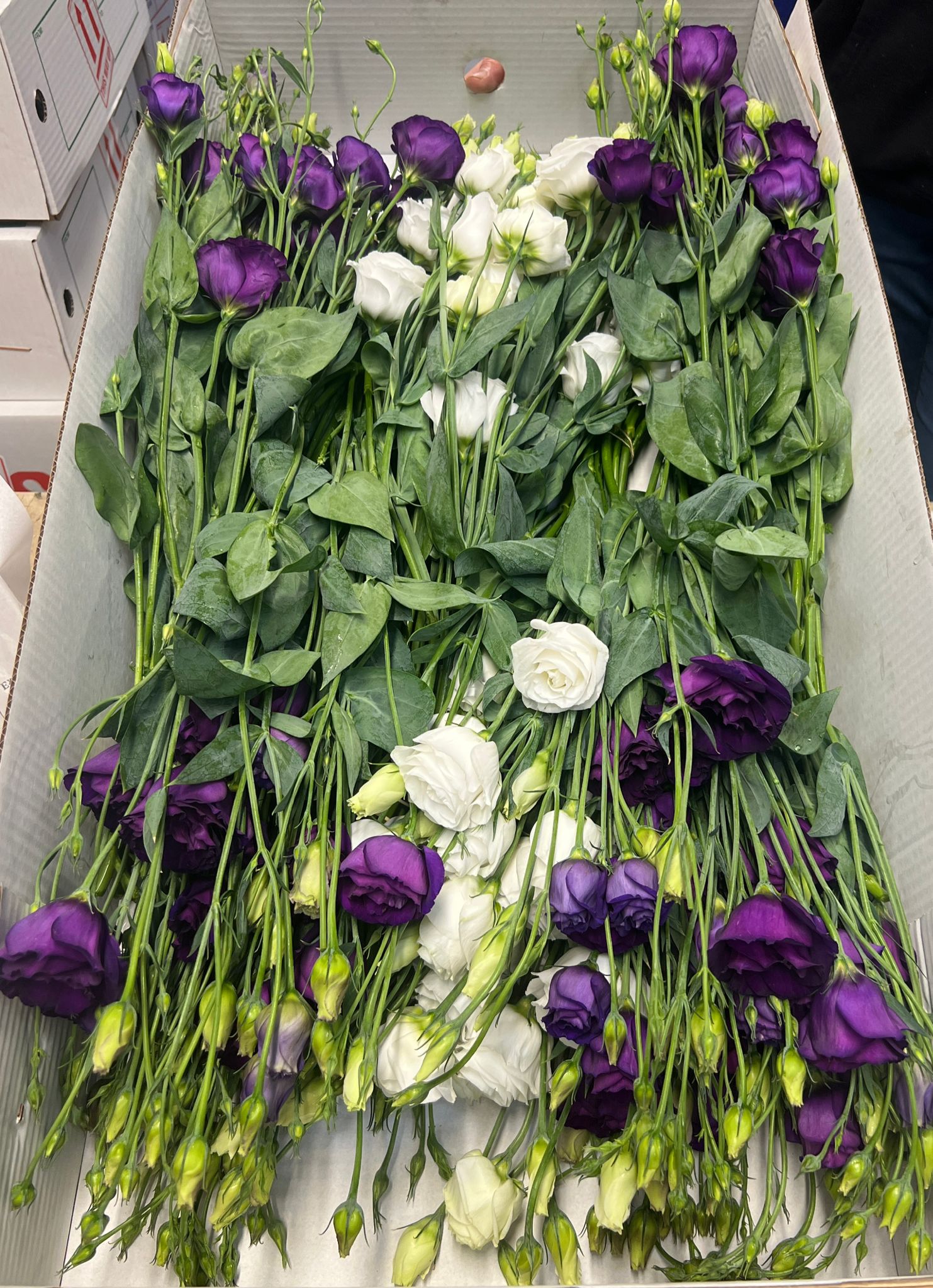 Straight 60cm stems of purple and white Lisianthus showing clean foliage and multiple opening buds.