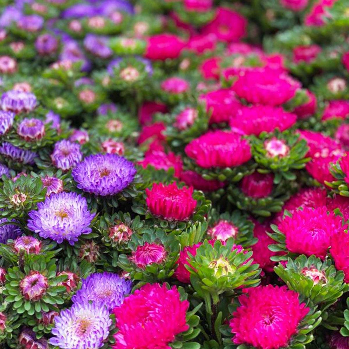 Aster
