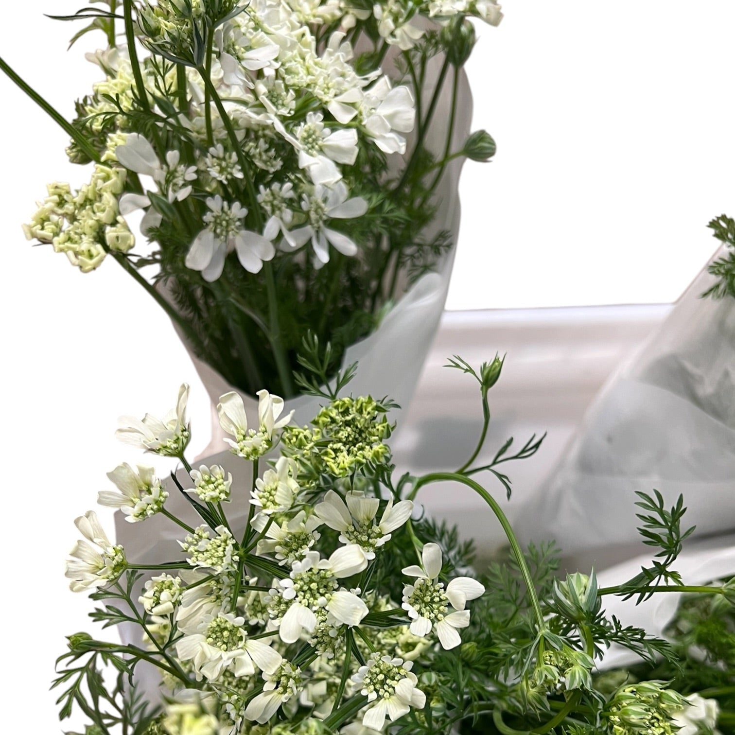 Laceflowers