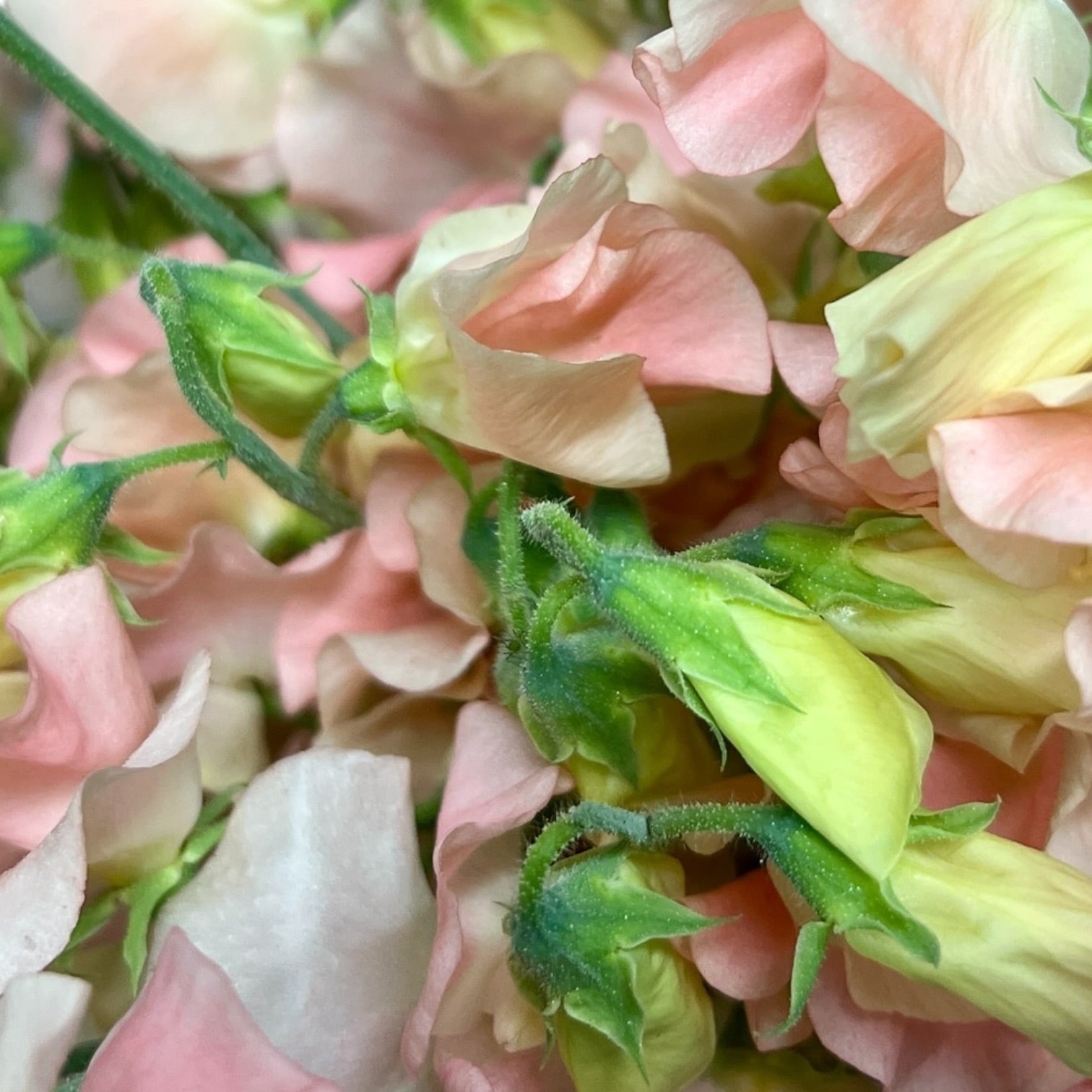 Sweet Peas