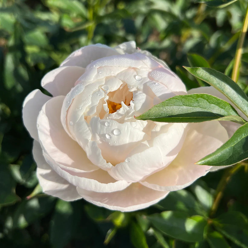 Peony