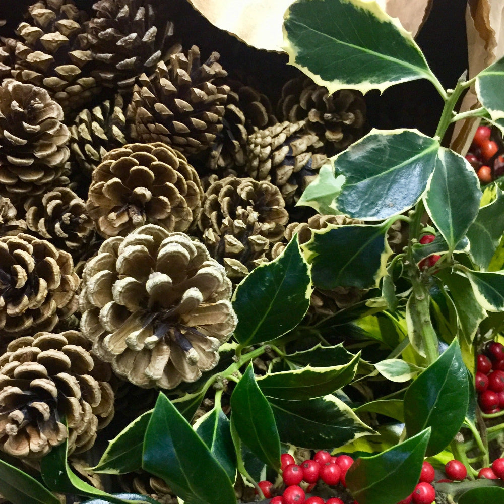 Close-up detail showing the natural texture and shape of a British low-carbon brown pine cone