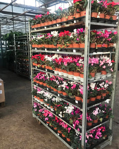 British Grown Plants Indoor & Outdoor