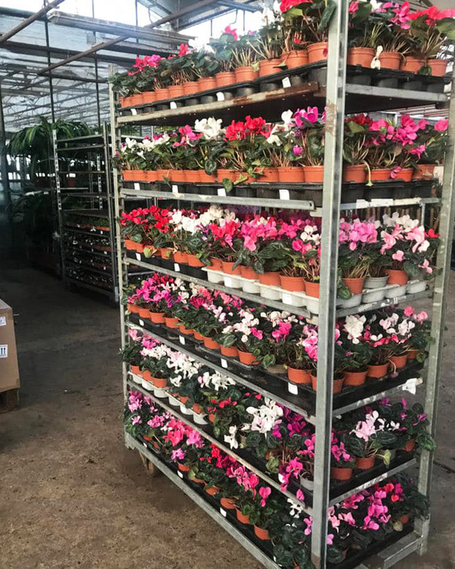 British Grown Plants Indoor &amp; Outdoor
