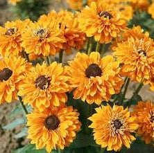 Extreme close-up of a single Rudbeckia Goldilocks flower head, detailing the layered, golden-yellow petals and the intricate texture of its dark black central cone.
