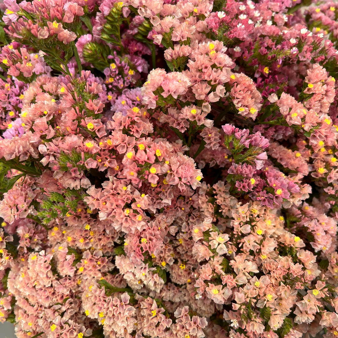 A detailed macro view of the papery, warm apricot and salmon funnel-shaped blossoms of Lincolnshire-grown Statice.