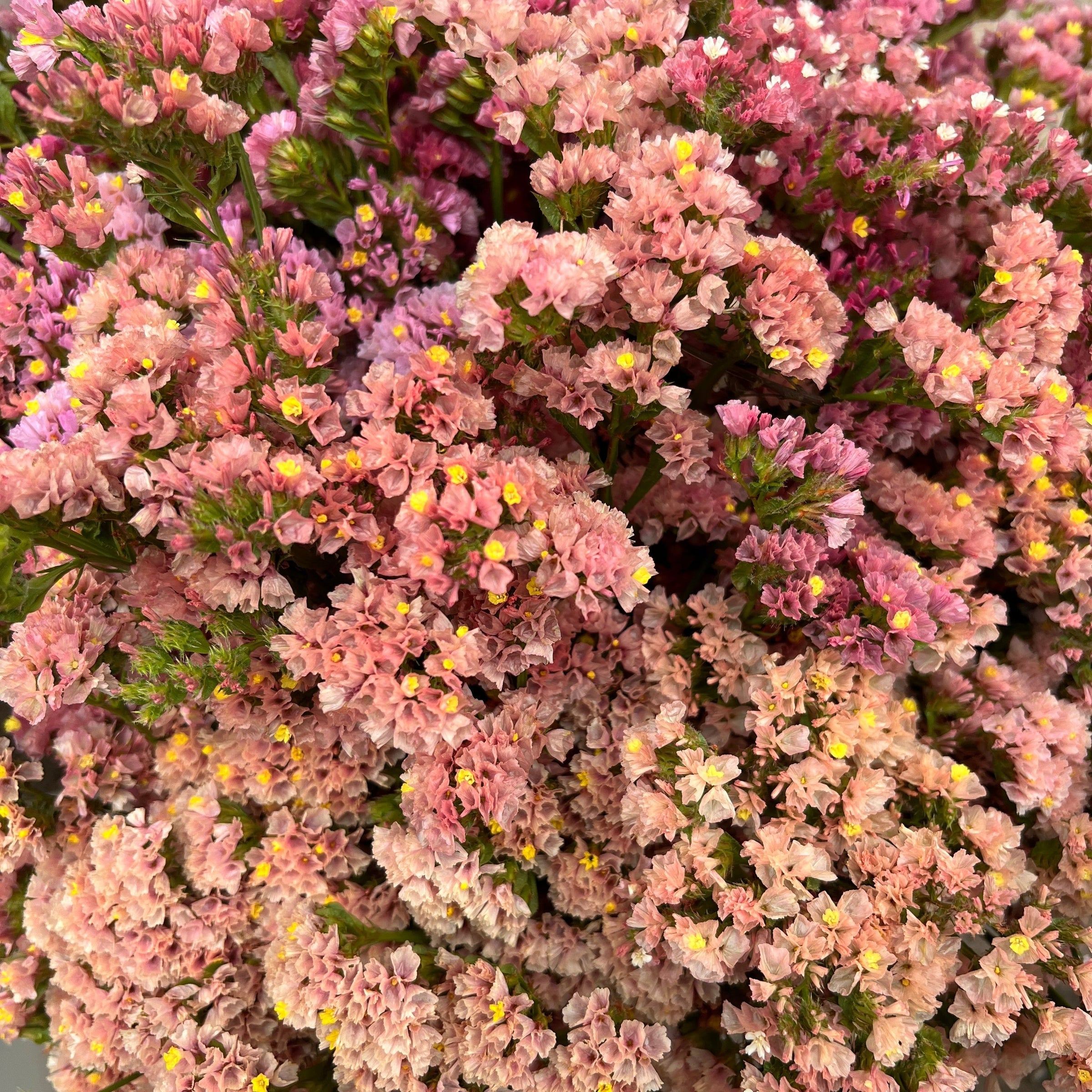 A detailed macro view of the papery, warm apricot and salmon funnel-shaped blossoms of Lincolnshire-grown Statice.