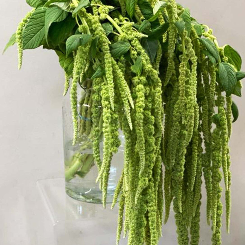 Amaranthus