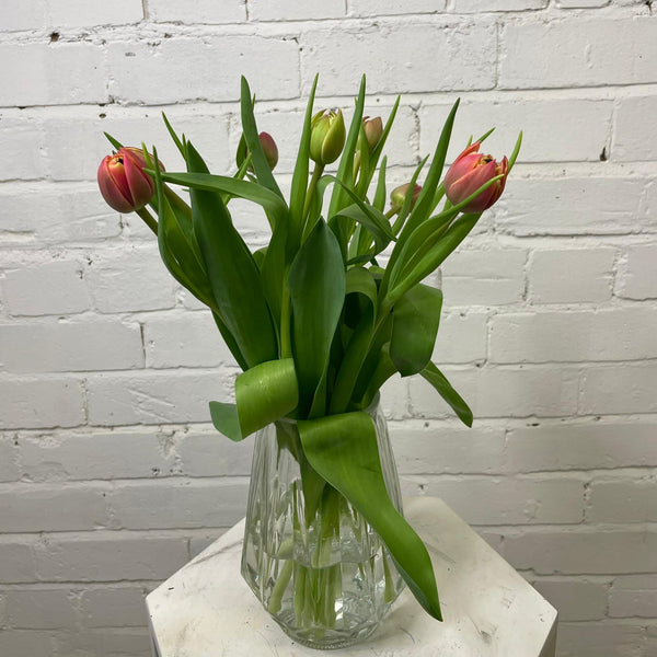 Tulip - Columbus Double 8 stems