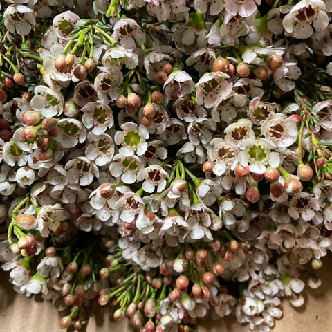 IMPORT Waxflower - White Bundle of 25 stems