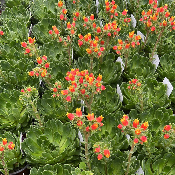PLANT - Echeveria 10.5cm 15 per Tray (£1.45/pot)