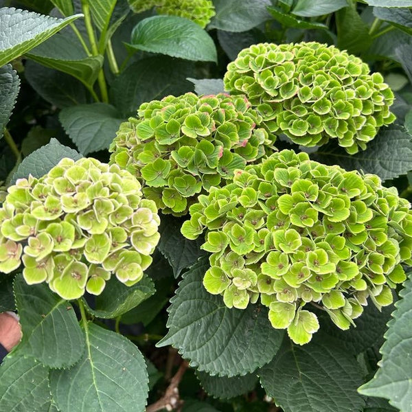 Hydrangea Multiheaded Branches - PER STEM