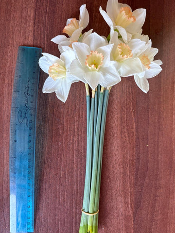Daffodil Surprise PINK - 20 bunches