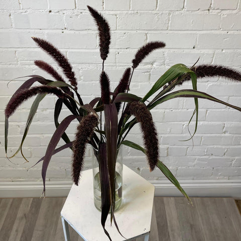 Setaria Red Jewel Grass -10 stems