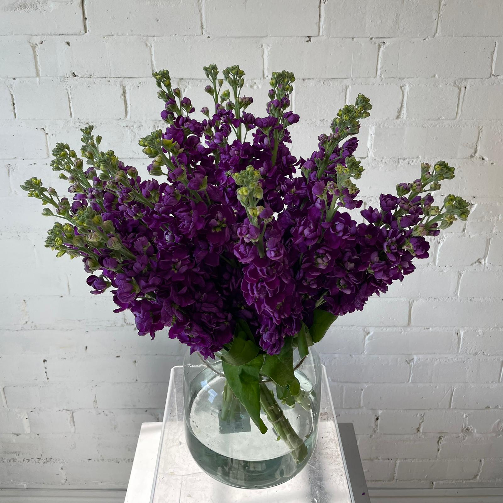 Scented Stocks-Standard Grade-10 stems-PURPLE
