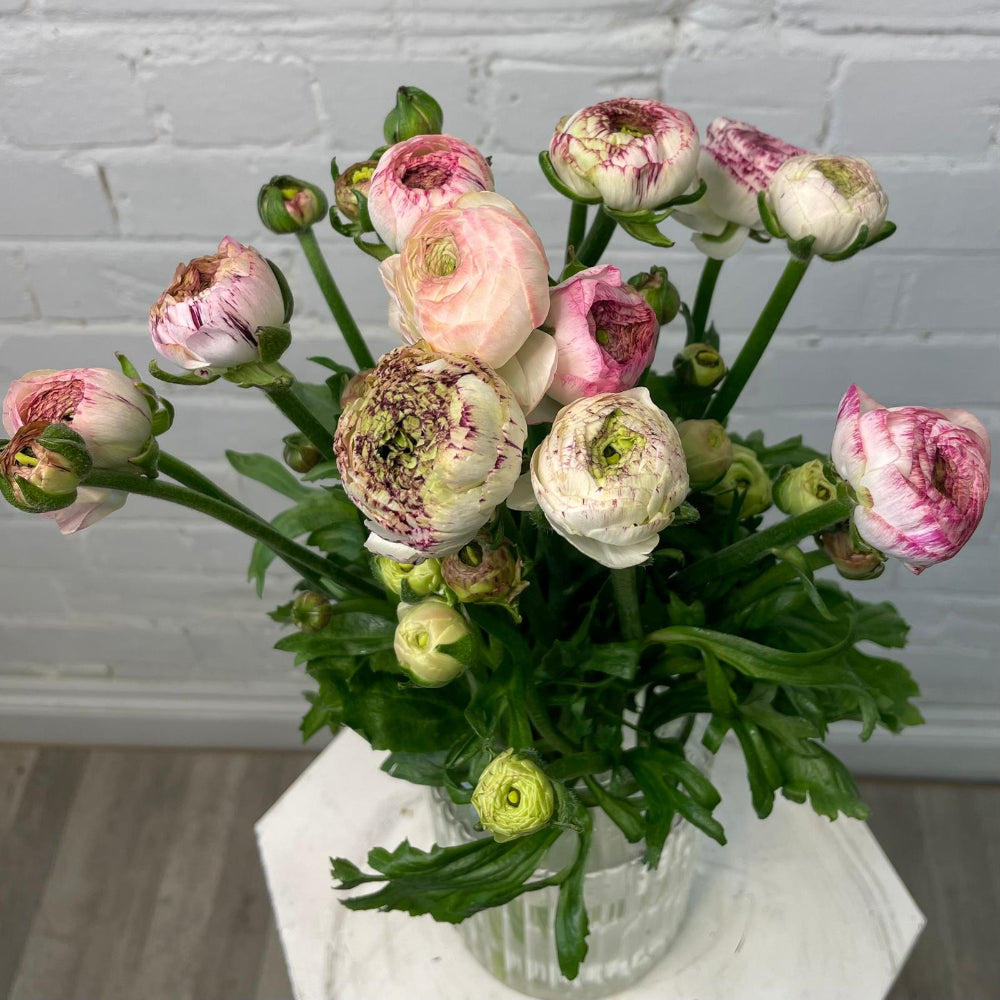 Ranunculus 40cm -Cappuccino- Bunch of 10 stems