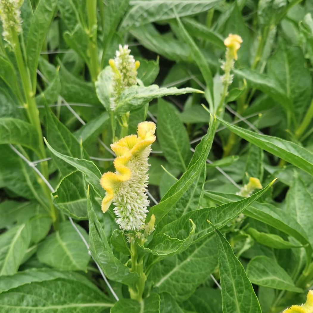Celosia cristata - Stradsland Haute Couture Yellow - 10 stems
