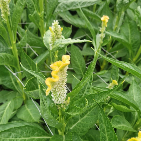 Celosia cristata - Stradsland Haute Couture Yellow - 10 stems