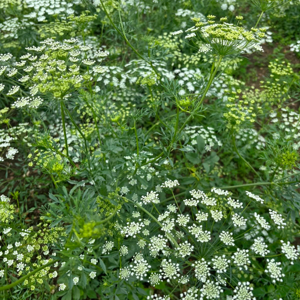 Ammi majus - White Dill - Queen Anne's Lace - growers bunch