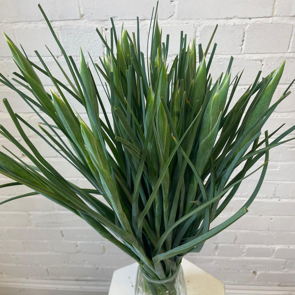 British Grown Iris White 'Alaska' Bundle of 25 stems (35p)