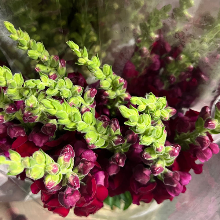 Antirrhinum - Cherry red - 10 stems
