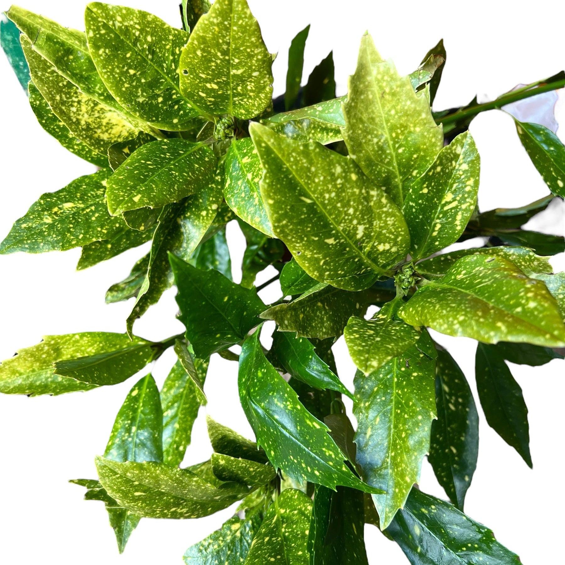 Acuba Spotted Laurel (Cornish) - Foliage