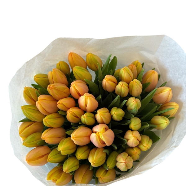 UK grown Mango Charm tulips from Norfolk, sustainable orange tulip bundle 38–40cm stems