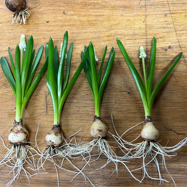 white muscari online UK