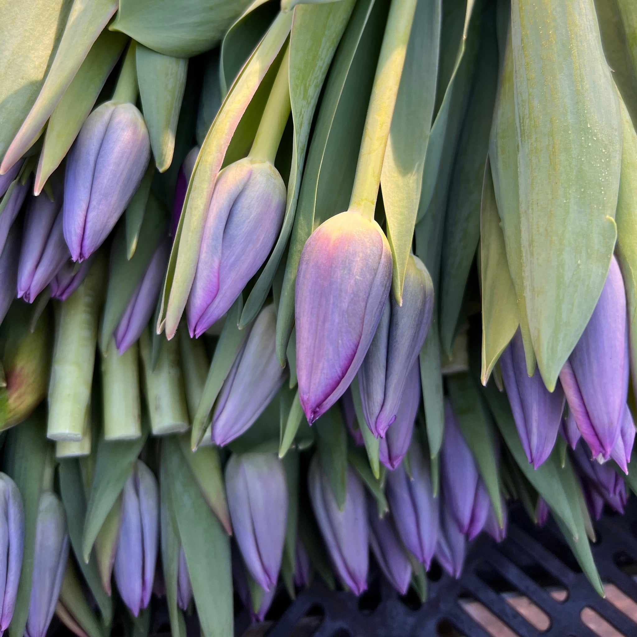 Tulip - Single Purple 8 stems
