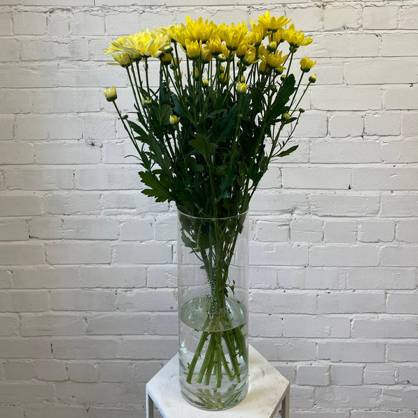 Chrysanthemum Baltica Yellow - 10 stems