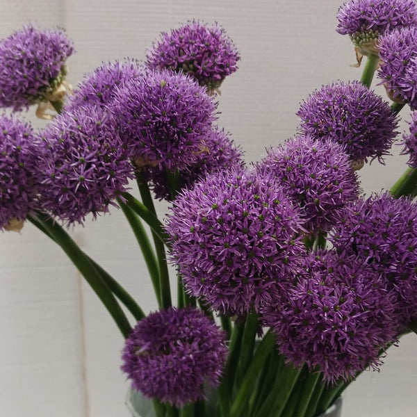 nationwide next day delivery purple alliums