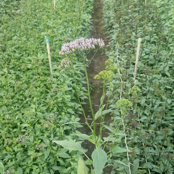 Trachelium- Bunch of 10 stems