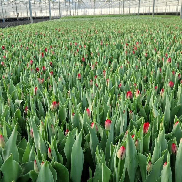red tulip sale