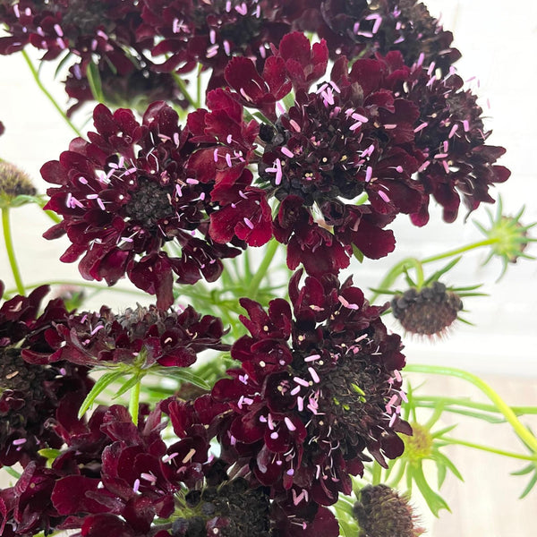 black wild meadow flower scabious 