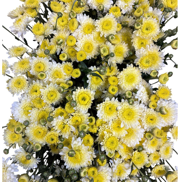 wholesale norfolk chrysanthemum online 