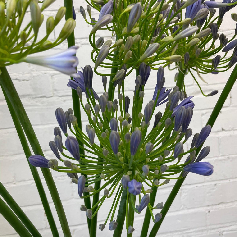 wholesale large agapanthus cambridgeshire 