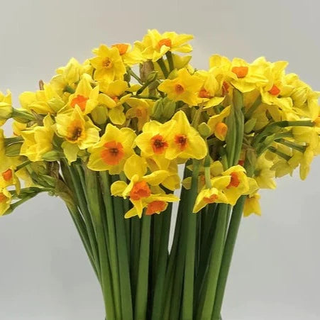Narcissi - Innisidgen Yellow x 50 stems