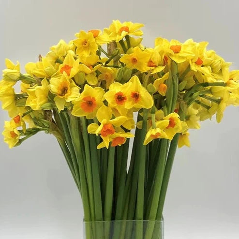 Narcissi - Innisidgen Yellow -100 stems