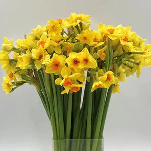 Narcissi - Innisidgen Yellow -100 stems