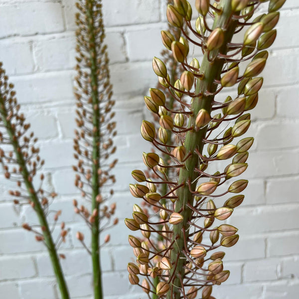 Eremurus PREMIUM - Foxtail - 5 stems