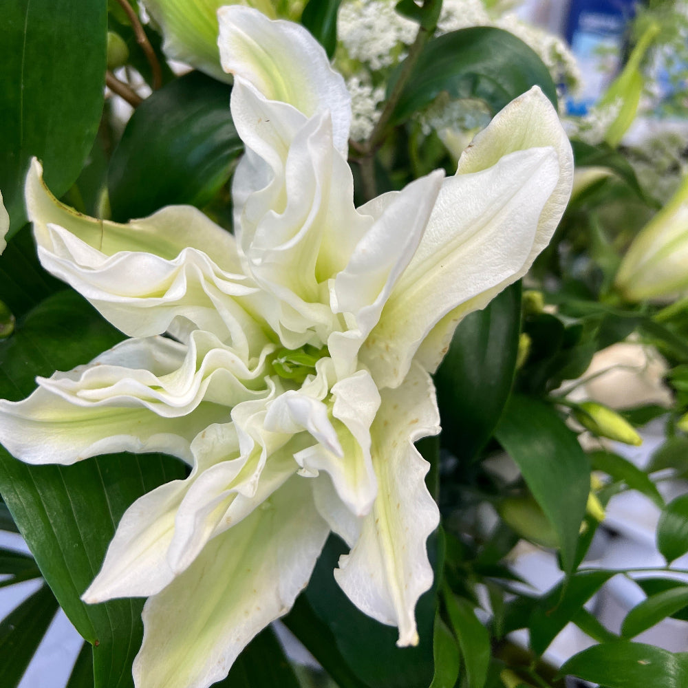 white UK grown rose lily online wholesale