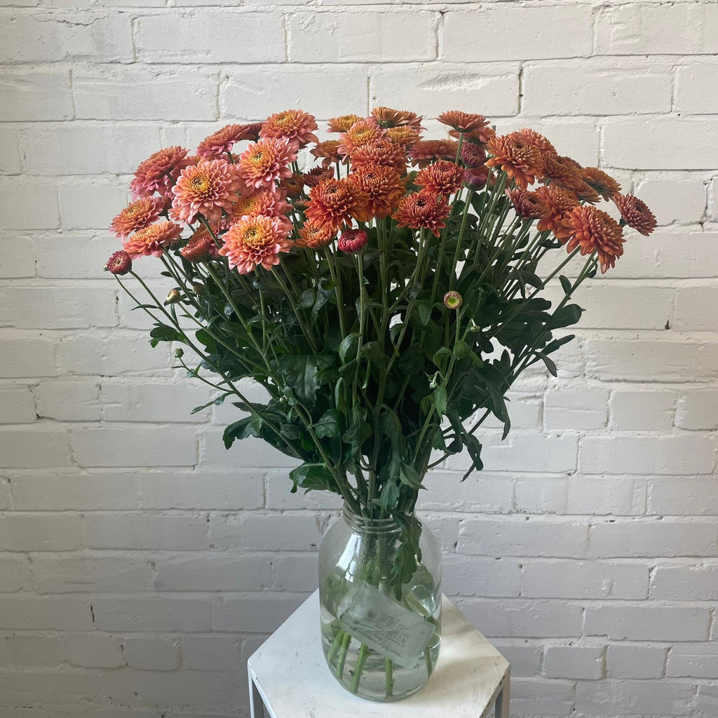 Chrysanthemum Blenda Salmon 10 stems British Flowers direct by
