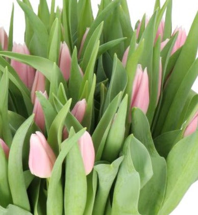 Tulip -Palest Pink Gabrielle Bundle of 50 stems