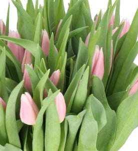 Tulip -Palest Pink Gabrielle Bundle of 50 stems