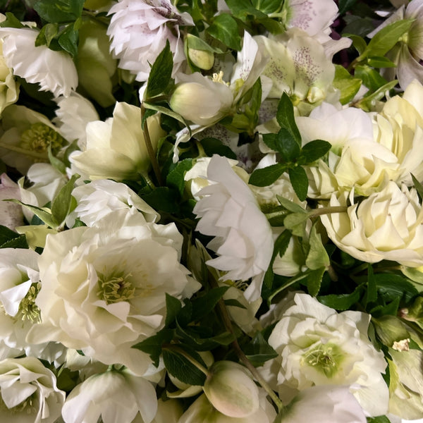 British Grown Hellebore WHITE 10 stems
