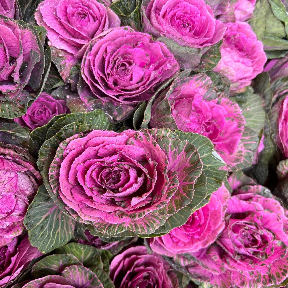 indoor brassica buy online