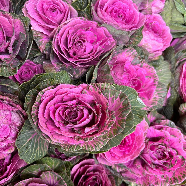 indoor brassica buy online