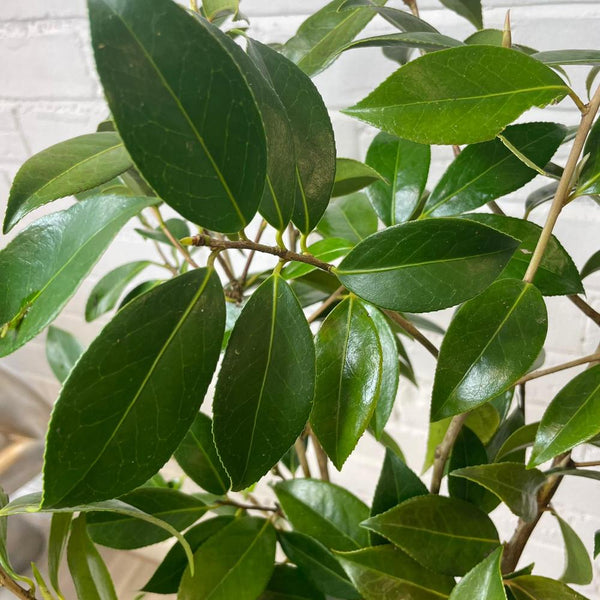green leaf foliage sale